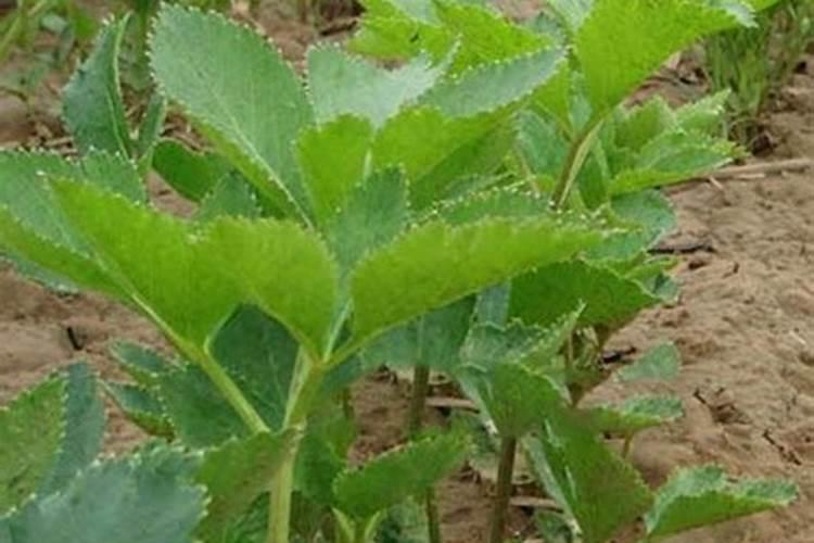 白芷种植如何进行田间管理？