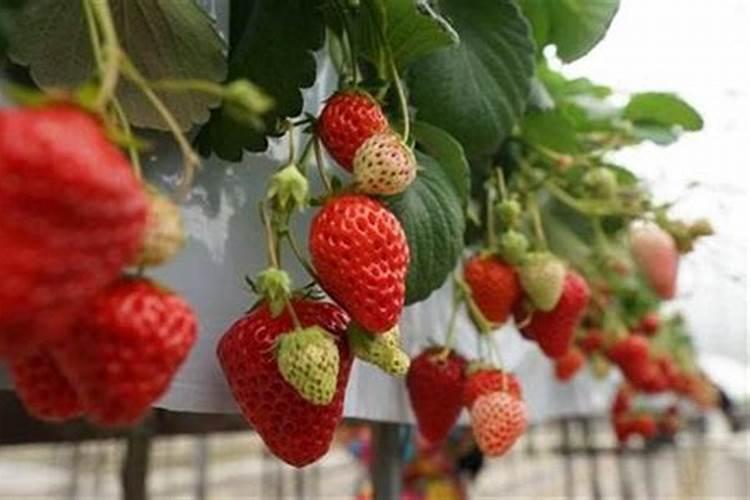 草莓膨果期用什么肥