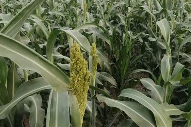 拉姆拉叶面肥在高粱上提苗怎么样？