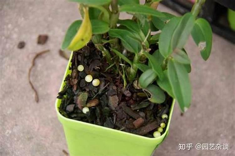 养花的肥料有哪几种