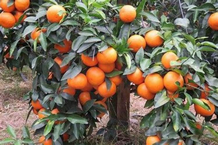 沃柑保花保果用什么药最好