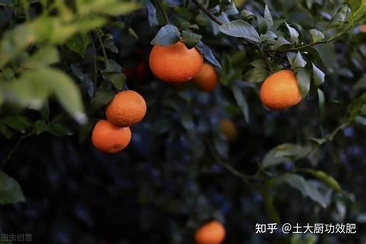 沃柑花芽分化时间