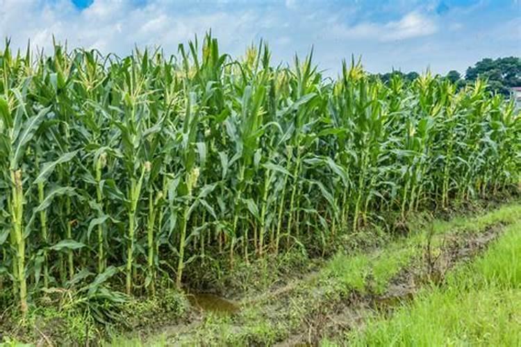 红四方玉米专用复合肥多少钱一吨？