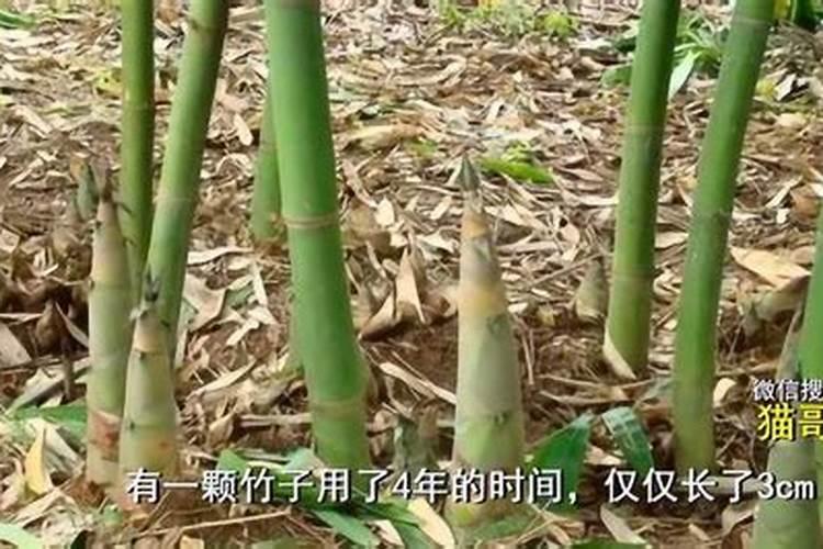 竹子怎么养