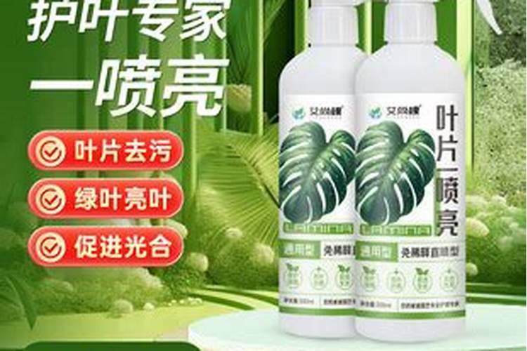 小发财树什么季节施肥最好 施肥多少合适