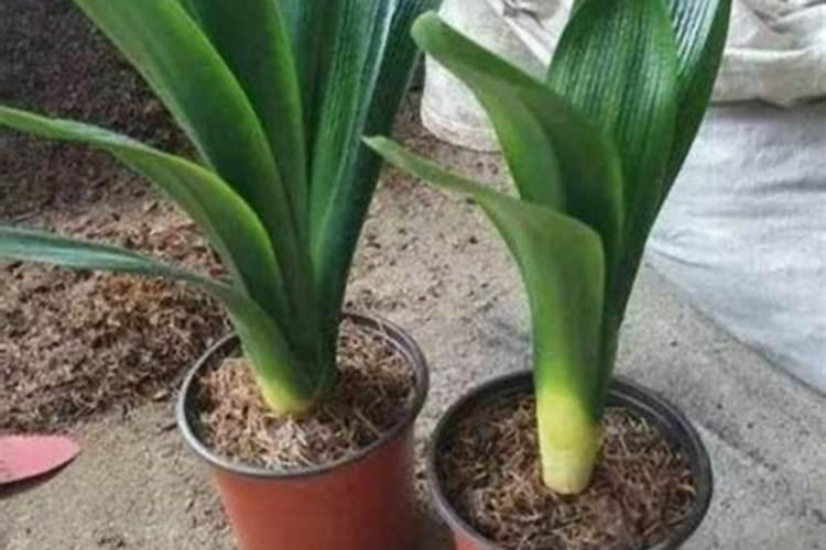 君子兰长出小侧芽来后,夏天怎么浇水施肥？