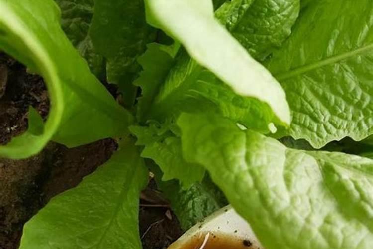 种蔬菜农家肥多久施一次？