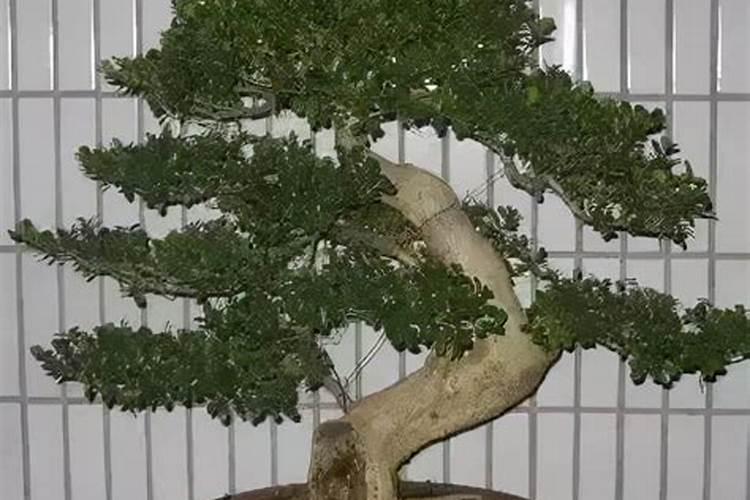 黄杨老根5～6月份施尿素行不行？