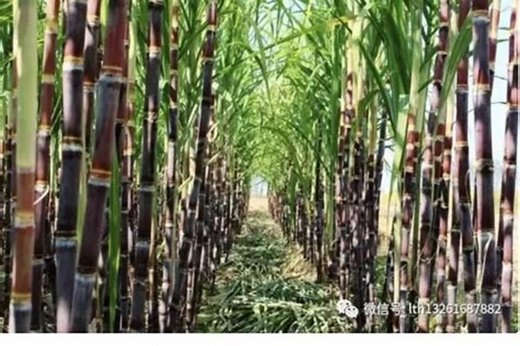种甘蔗施什么肥料长得最快最甜