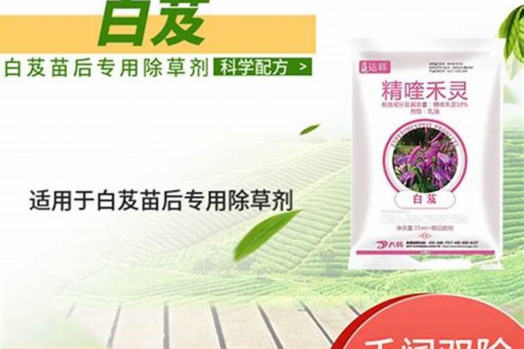 白芨苗叶片发黄发绣怎么治理？