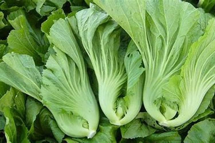 芥菜种植时间和方法
