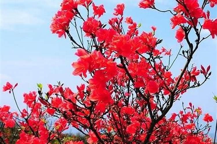 花生麸可以直接埋土吗