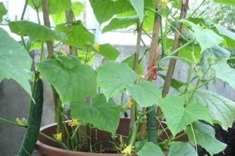 如何种植黄瓜产量高？