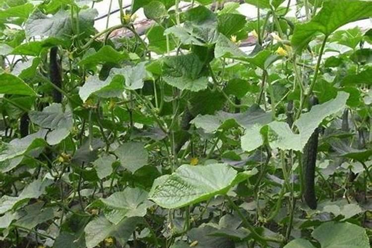 露天秋黄瓜啥时候种是最佳时机？