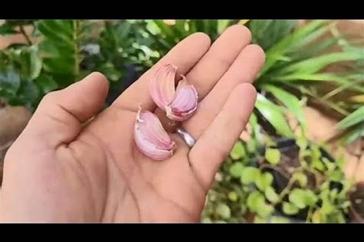 清明节后给大蒜浇水可以用磷肥吗？
