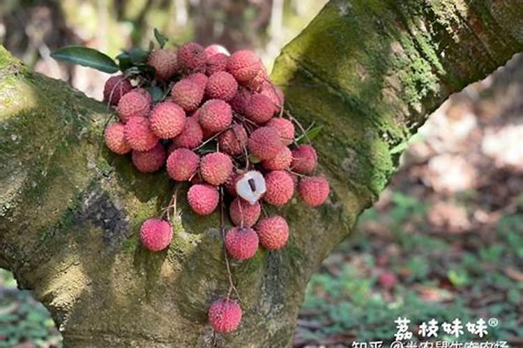 荔枝树的施肥配方特点和施肥技术要点是什么