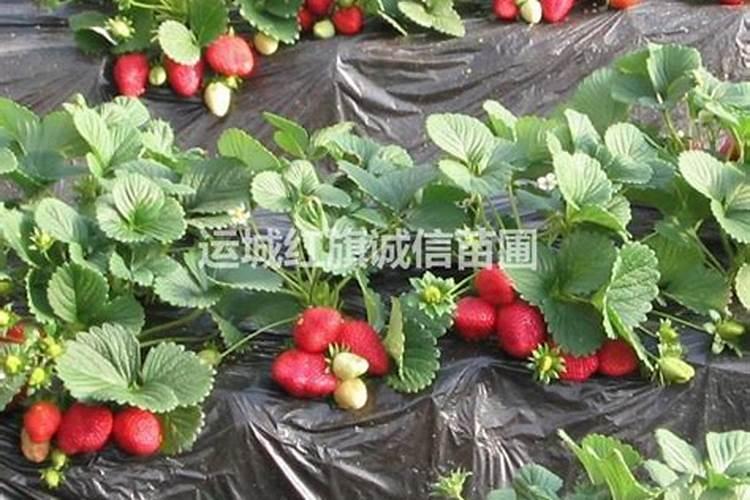 草莓用什么叶面肥