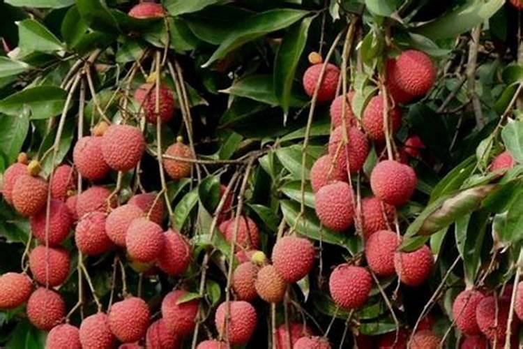 荔枝树的施肥配方特点和施肥技术要点是什么