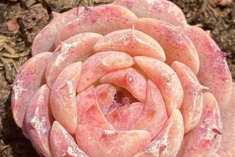 多肉植物施肥用什么好 多肉植物施的肥