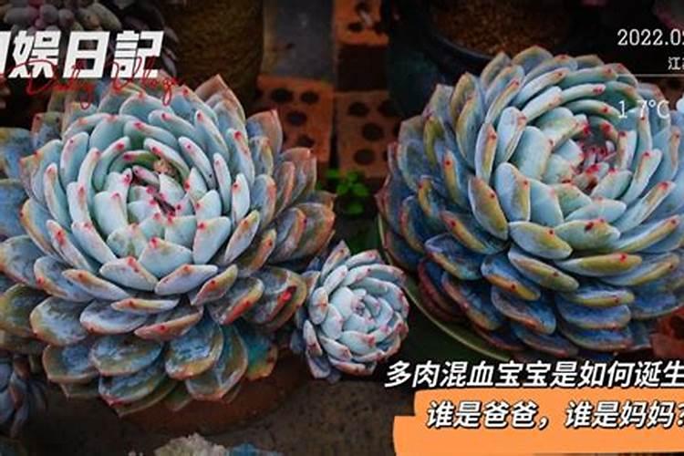 多肉植物施肥用什么好 多肉植物施的肥