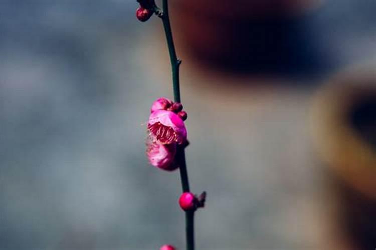 三角梅发芽后施什么肥