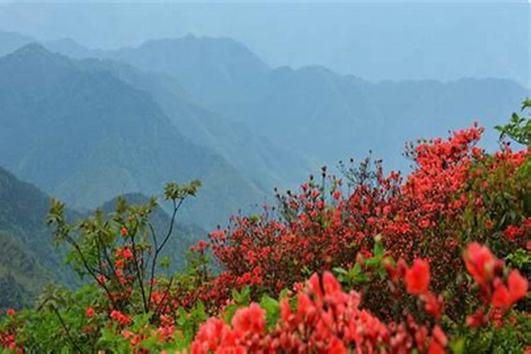 映山红长叶子白点怎么办？