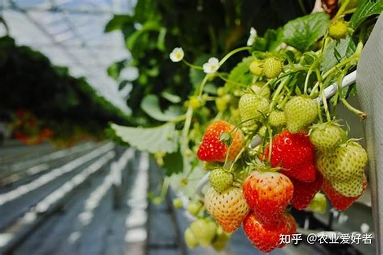 草莓果期为啥要用高钾肥？原因是什么呢？