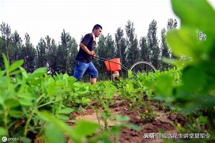 多肉金枝玉叶浇水的方法是怎样的？有没有网友晓得？