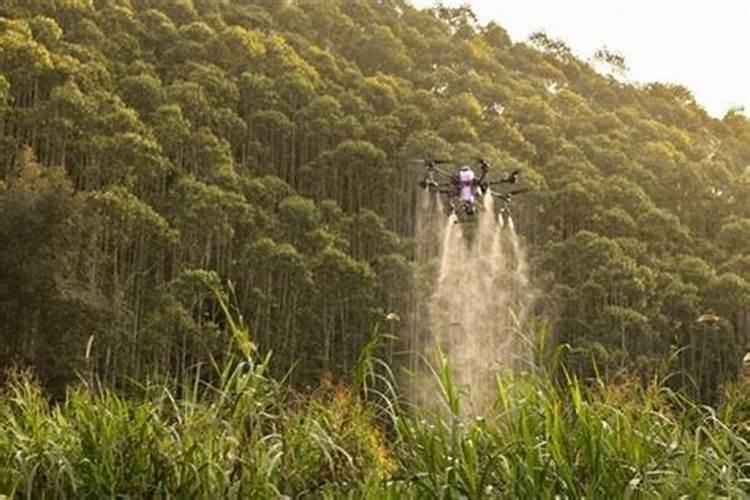 桂花树叶子喷什么药