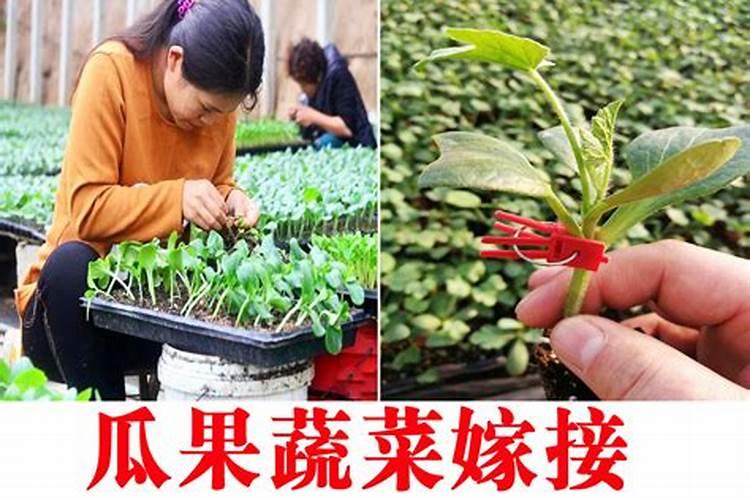 蔬菜瓜果挂果期施什么肥
