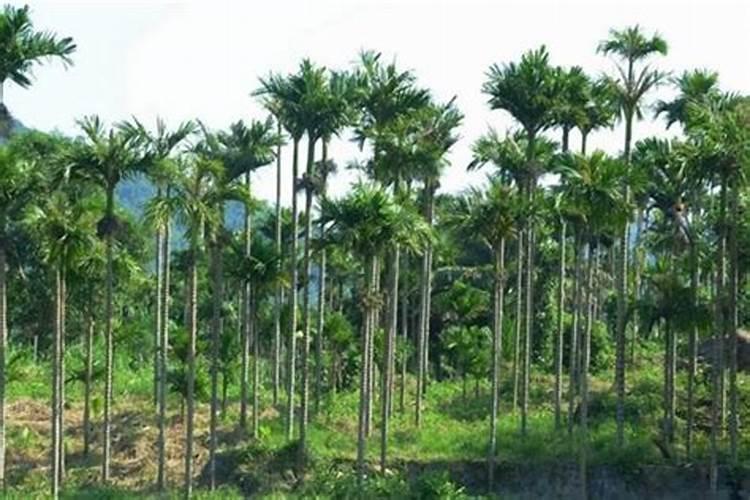 槟榔底肥如何施肥最好呢？