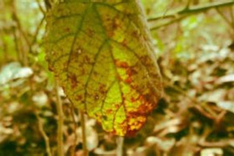 干树叶可以当肥料吗？