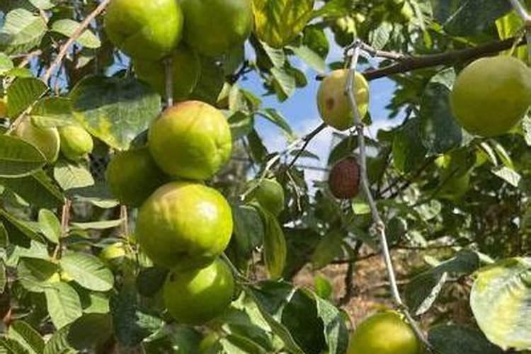 台湾大青枣怎么种植,台湾大青枣如何高产养殖