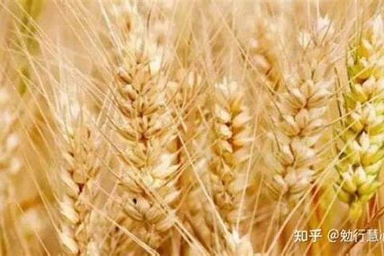 小麦需不需要钾肥需要多少