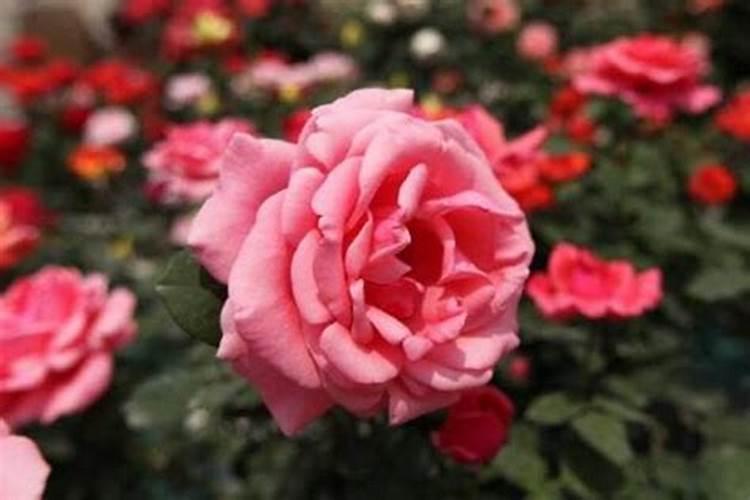 月季花施肥方法怎样给月季花施肥