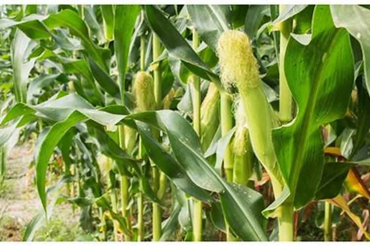玉米后期用什么肥料好？