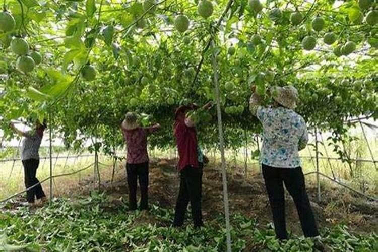 给盆栽植物用什么肥料