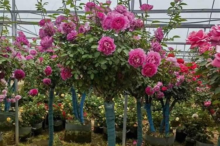 高氮肥适合哪些花卉
