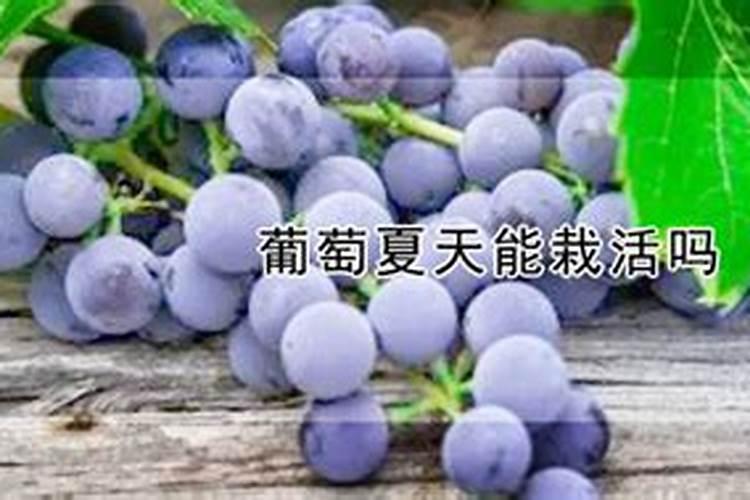 葡萄施什么肥好