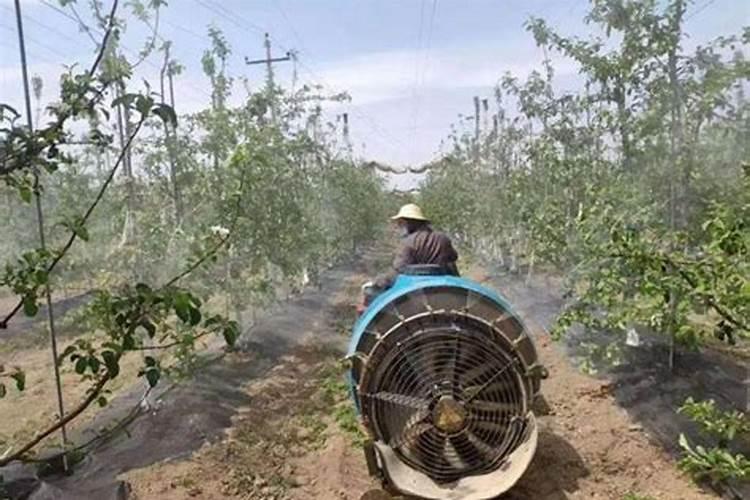 种植杏树的土肥水管理方法