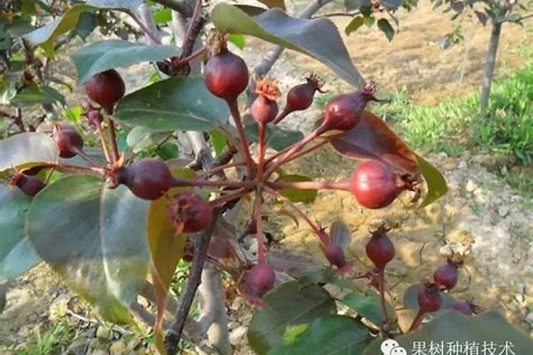 庭院果树的管理方法介绍 庭院果树种植管理方法
