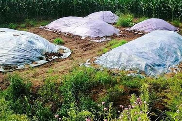 种红薯的最大忌讳