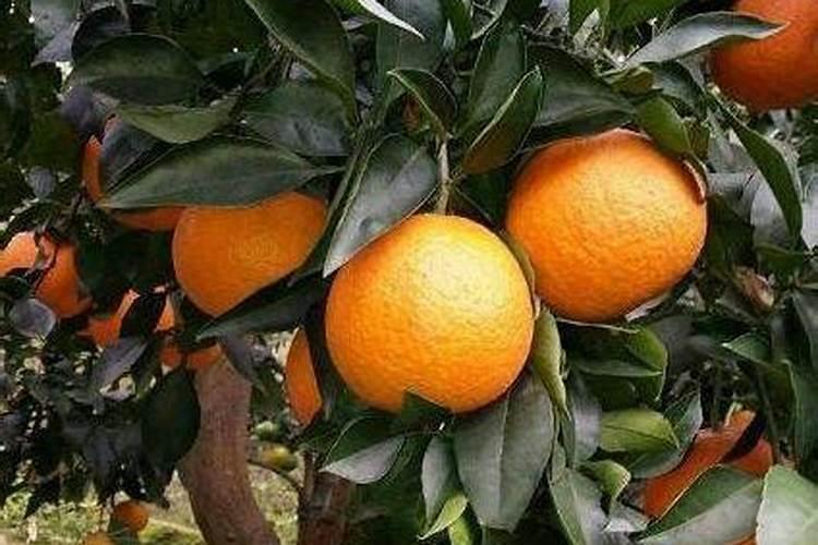 会固氮的植物施什么肥料好