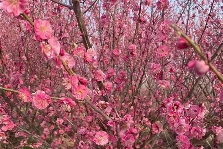 红梅花怎么养 红梅花如何养护