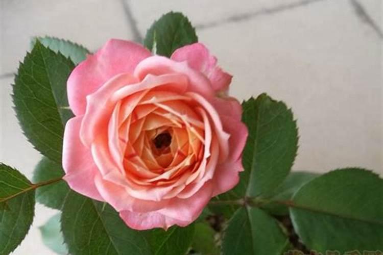 月季移栽多久施肥 月季移植后应当何时施肥？