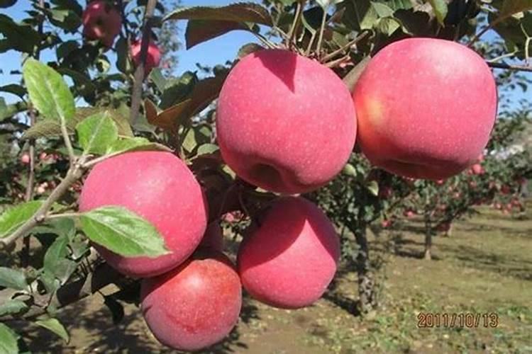 北方冬季苹果树施什么肥料好