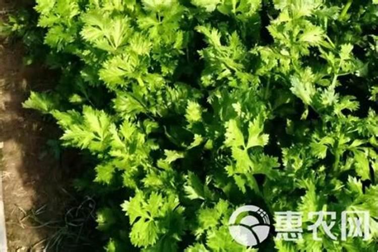 白芷的斑枯病经常发生,如何防治白芷的斑枯病？