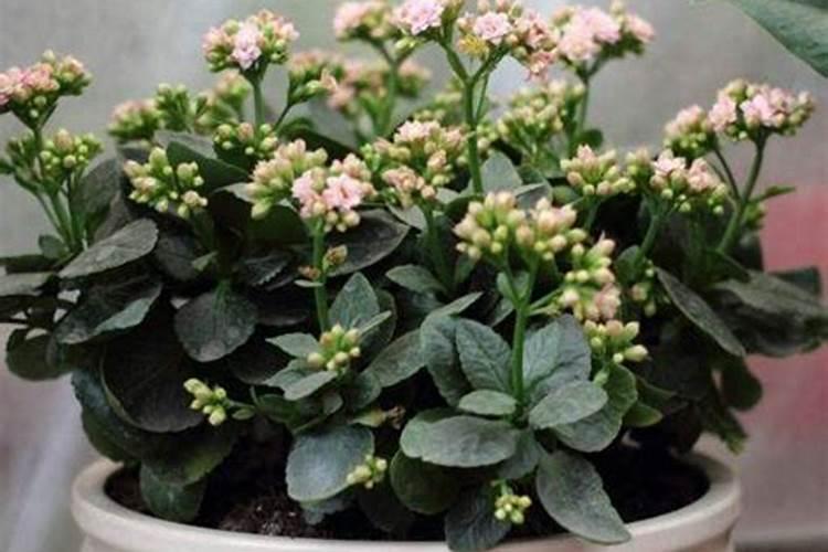 长寿花开花时能施肥吗 长寿花施肥技巧