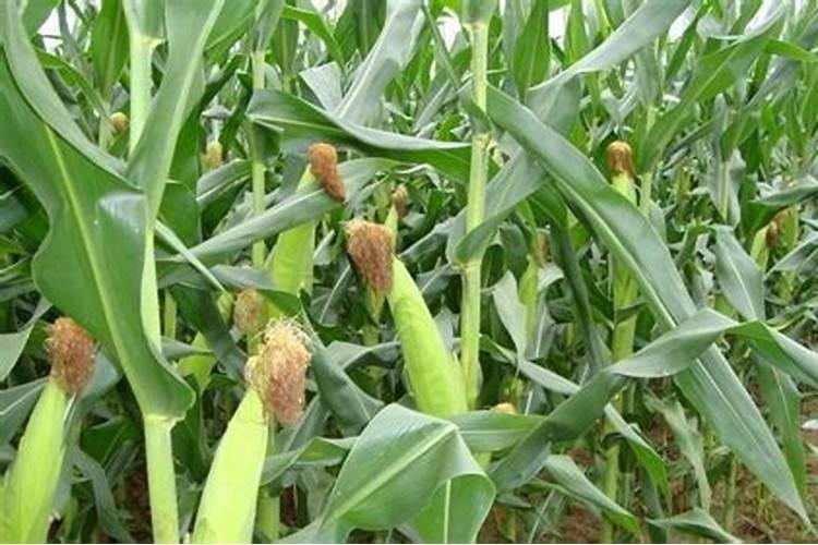 玉米穗期耗水量最大,夏季玉米穗期应该怎么样管理？