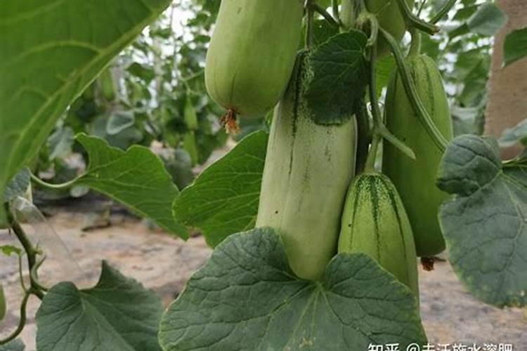 甜瓜追肥用什么肥料好